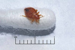 A bedbug on the end of a cotton bud, with a ruler underneath showing the bedbug is around 5mm long.