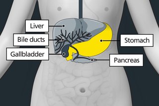 Diagram of the tummy area showing the stomach on the left side of the stomach above the belly button (navel).